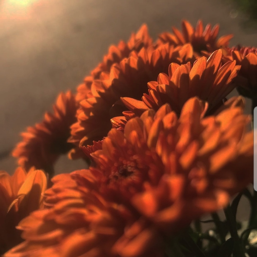 Meet your Posher, Zora